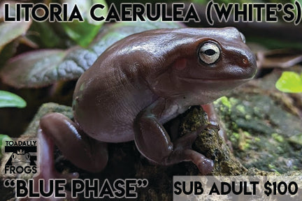 CB Litoria caerulea "Australian White's Blue Phase Tree Frog"