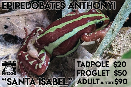 CB Tadpole Epipedobates anthonyi 'Santa Isabel'