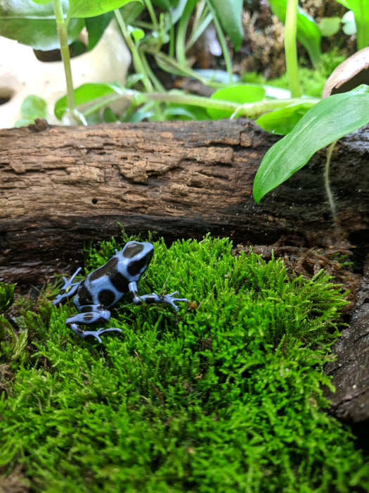 CB Tadpole Dendrobates Auratus "Panamanian Blue and Black"