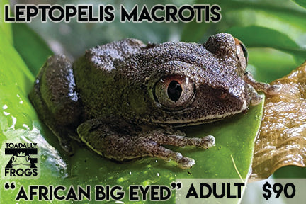 Leptopelis macrotis “African Big Eyed”
