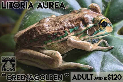 CB Litoria aurea "Green and Golden Bell Frog"