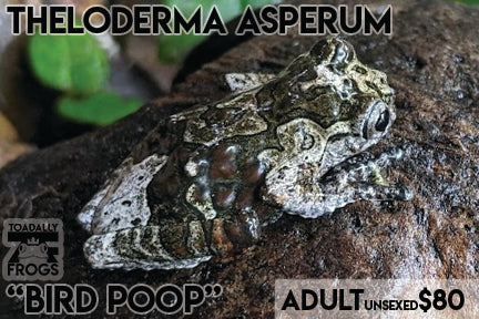 CB Theloderma asperum "Bird Poop Frog"