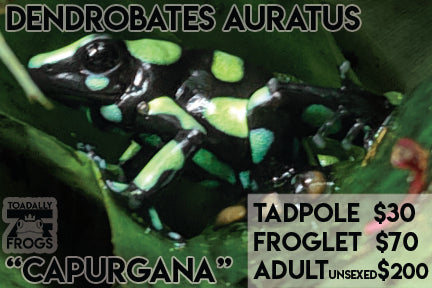 CB Tadpole Dendrobates auratus "Capurgana"