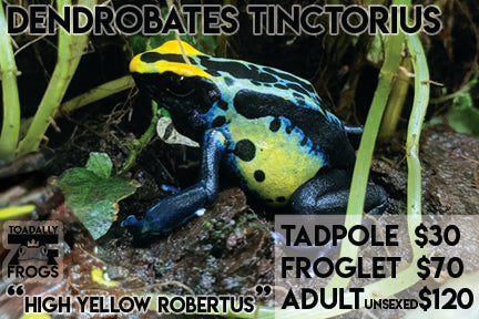 CB Tadpole Dendrobates tinctorius "High Yellow Robertus"