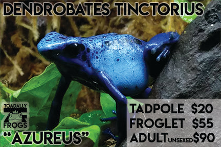CB Tadpole Dendrobates tinctorius "Azureus"