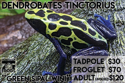 CB Tadpole Dendrobates tinctorius "Green Sipaliwini"