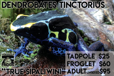 CB Tadpole Dendrobates tinctorius "True Sipalawini"