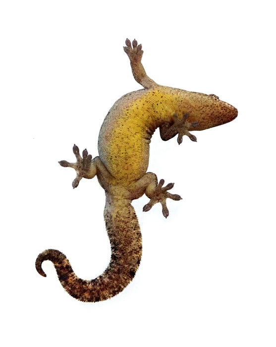 CB Mourning Gecko "Lepidodactylus lugubris"