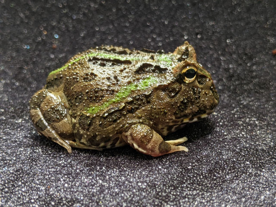 CB Pacman Frog - Ceratophrys cranwelli