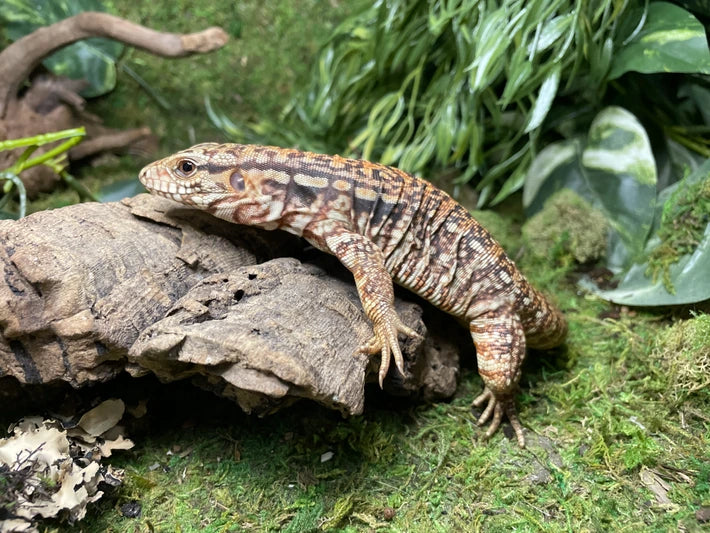 CB "Salvator merianae" Red Argentine Tegu “Scarlet”