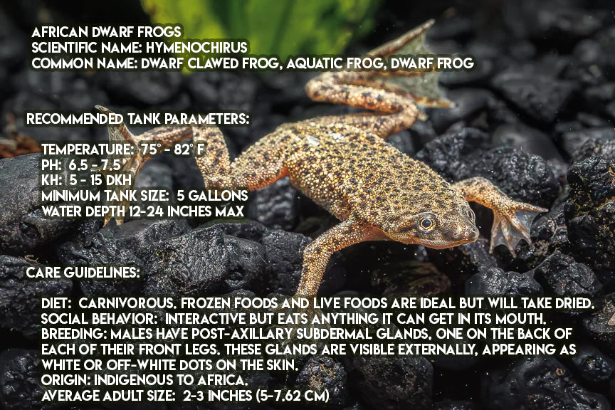 Hymenochirus "African Dwarf Frog"