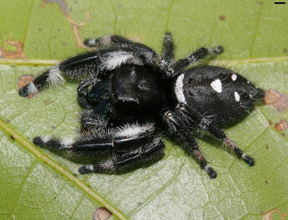 Phidippus regius- Regal Jumping Spider