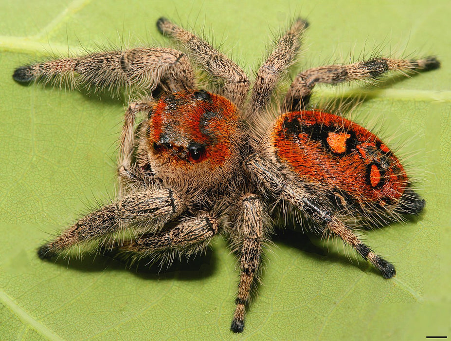 Phidippus regius- Regal Jumping Spider