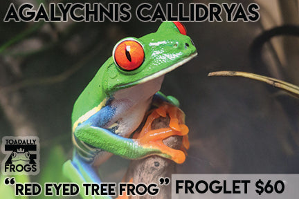CB Agalychnis callidryas "Red Eye Tree frog"