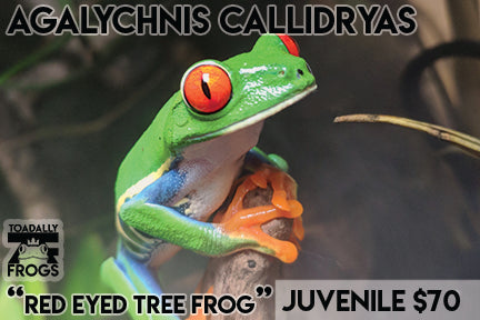 CB Agalychnis callidryas "Red Eye Tree frog"