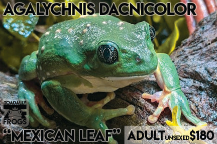 CB Agalychnis dacnicolor "Mexican Leaf Frog"