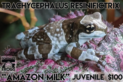 CB Trachycephalus resinifictrix "Amazon Milk Frog"