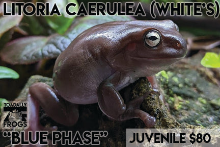 WC Litoria caerulea "Indonesian White's Tree Frog"