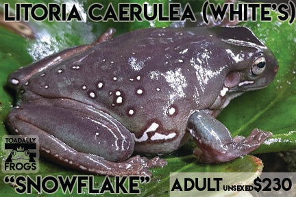 CB Litoria caerulea "Australian White's Snowflake"