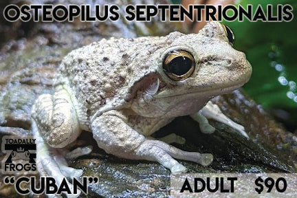 Osteopilus septenrionalis "Cuban Tree Frog"