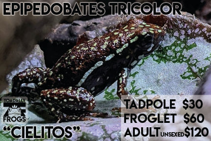 CB Tadpole Epipedobates tricolor 'Cielito'