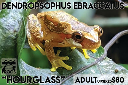 CB Dendropsophus ebraccatus "Hourglass Tree Frog"