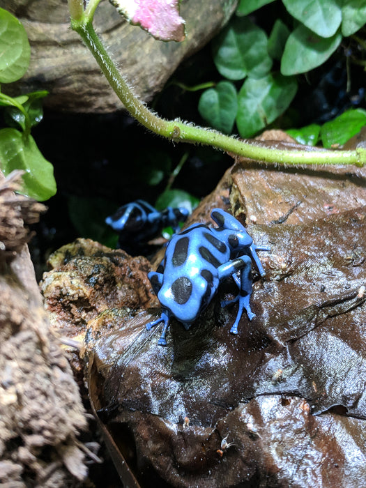 CB Dendrobates Auratus "Panamanian Blue and Black"