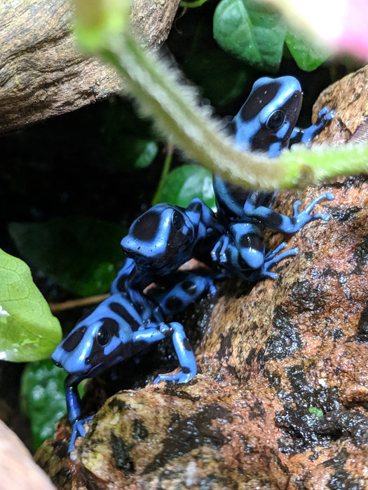 CB Tadpole Dendrobates Auratus "Panamanian Blue and Black"