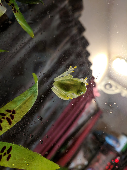 CB Hyalinobatrachium valerioi "Reticulated Glass Tree Frog"
