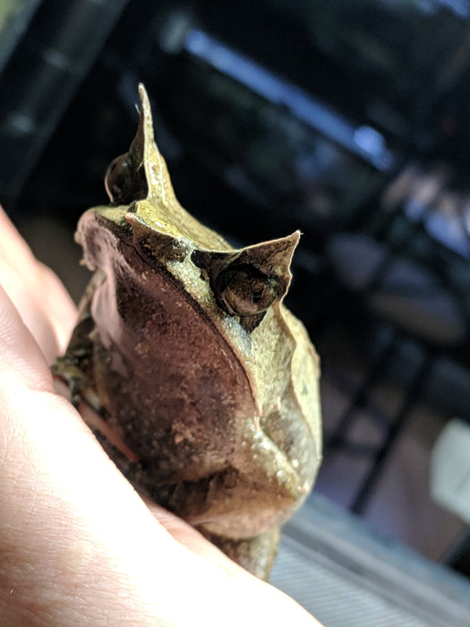 WCT Malaysian Horned Frog - Megophrys nasuta