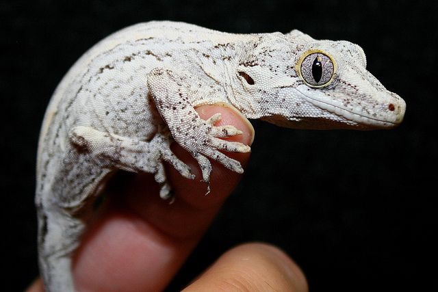 CB Gargoyle Gecko "Rhacodactylus auriculatus" Juveniles