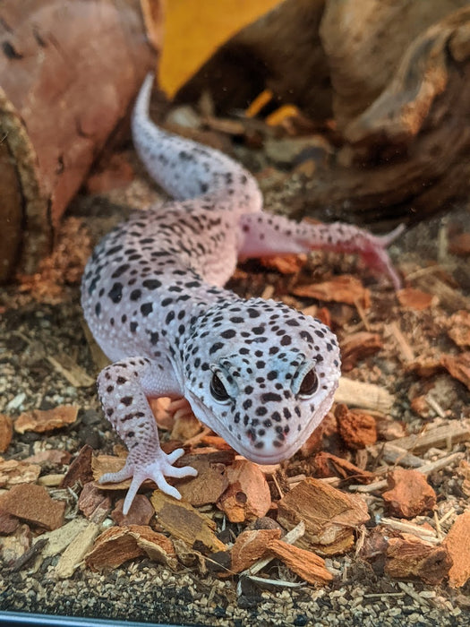 CB Eublepharis macularius "Leopard Gecko" Juveniles