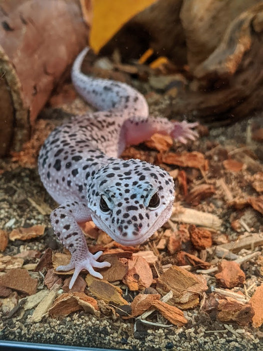 CB Eublepharis macularius "Leopard Gecko" Adults