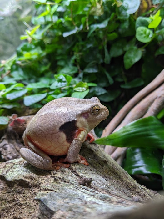 CB Trachycephalus coriaceus "Chocolate Milk Frog"