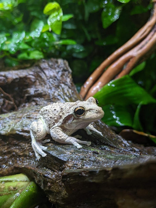 Osteopilus septenrionalis "Cuban Tree Frog"