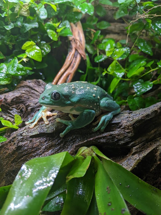 CB Agalychnis dacnicolor "Mexican Leaf Frog"