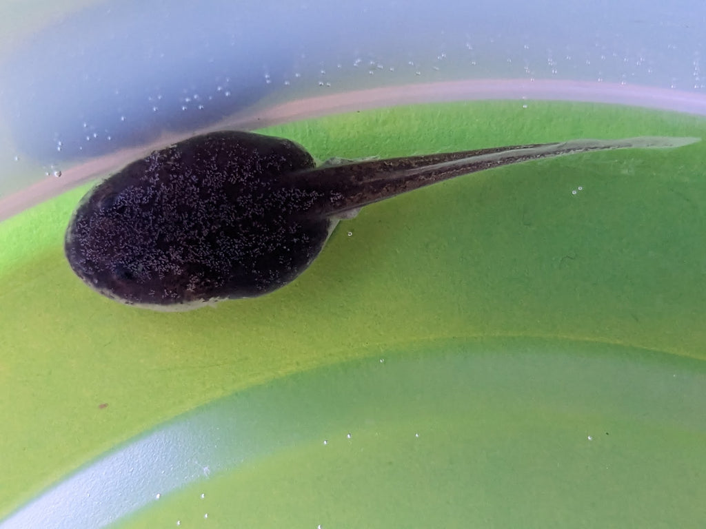 CB Tadpole Mini Mossy Frog