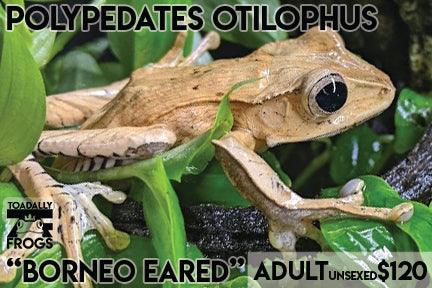 CB Polypedates otilophus "Borneo Eared Tree Frog"