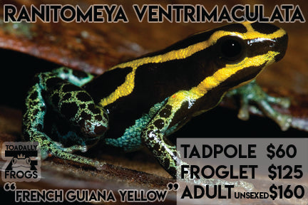 CB Ranitomeya ventrimaculata "French Guiana Yellow"