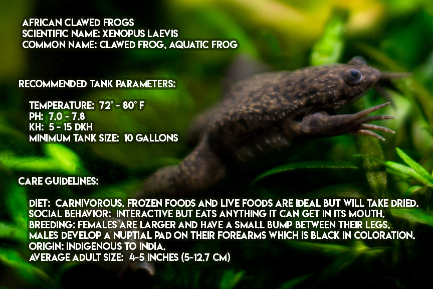 Xenopus laevis "African Clawed Frog"