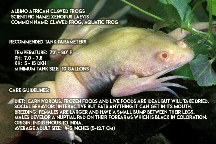 Xenopus laevis "African Clawed Frog"