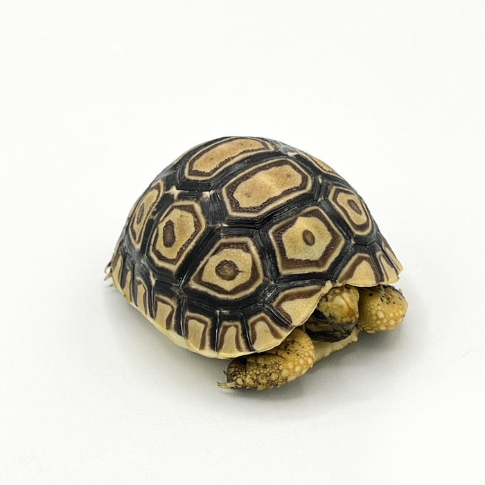 Stigmochelys pardalis "Leopard Tortoise"