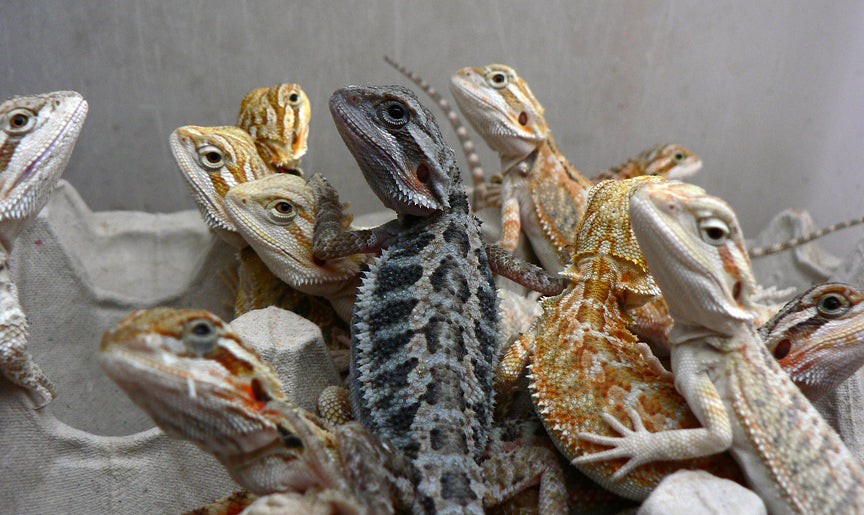 bearded dragon baby colors