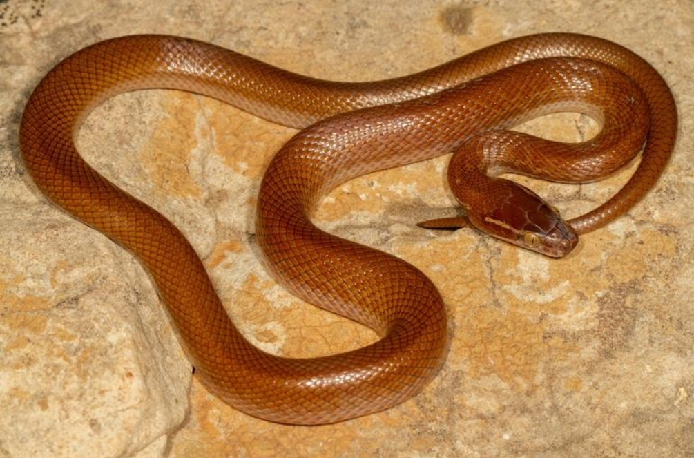 Brown African House Snake