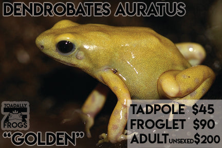 CB Tadpoles Dendrobates auratus "Golden"