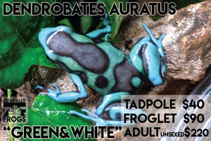 CB Tadpole Dendrobates auratus "Green and white"