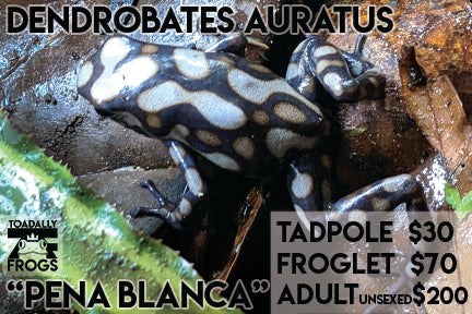 CB Tadpole Dendrobates auratus "Pena Blanca"