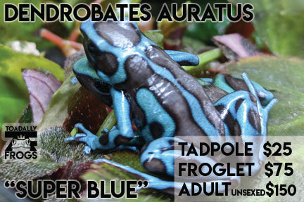 CB Tadpole Dendrobates auratus "Super Blue"