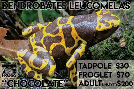 CB Tadpole Dendrobates leucomelas "Chocolate"