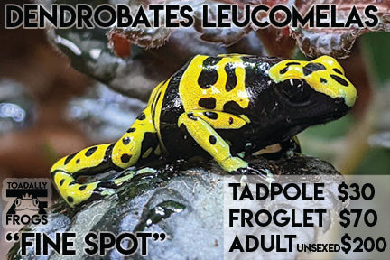 CB Tadpole Dendrobates leucomelas "Fine Spot"